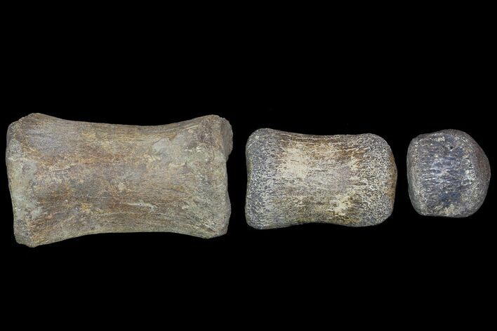 Composite Hadrosaur Finger - Alberta (Disposition #-) #71733